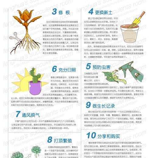 米兰老桩养殖完全攻略（如何科学养殖米兰老桩）
