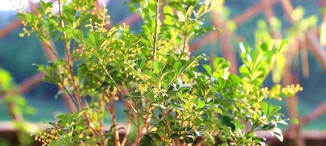 如何选择适合米兰的肥料（了解米兰的肥料需求）