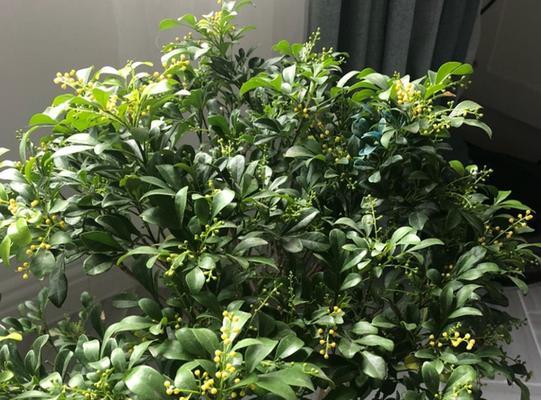 米兰的春天——芽绿的季节（揭开米兰发芽长叶的秘密）
