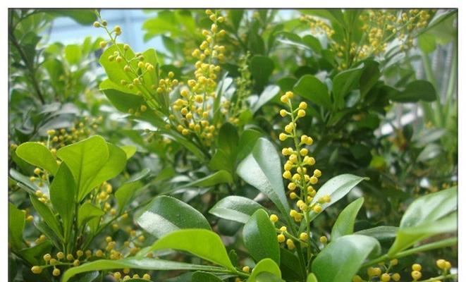 米兰的春天——芽绿的季节（揭开米兰发芽长叶的秘密）