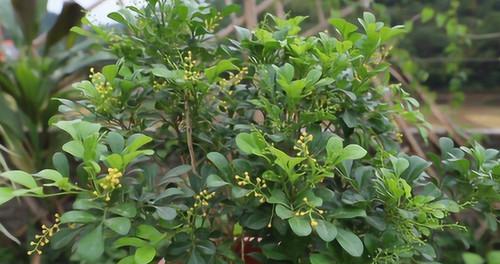 米兰是什么植物（探究米兰植物的分类和特点）
