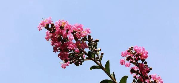 紫薇花的含义与象征（探究紫薇花的美丽与深意）