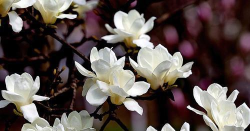 紫玉兰花的寓意与象征（探寻紫玉兰花背后的内涵与象征）