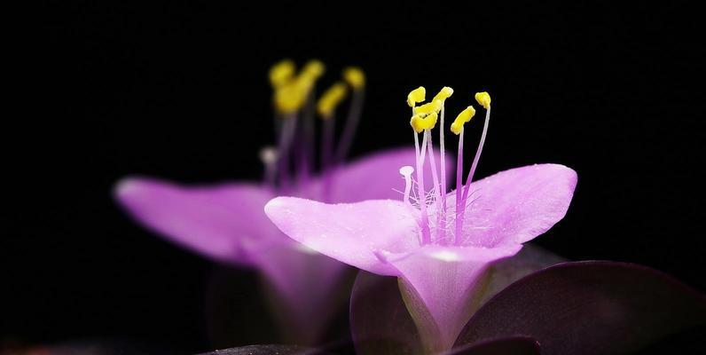 紫竹梅花语（寓意深远的紫竹梅花）