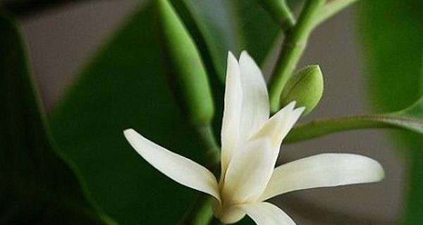 白兰花花语的深意——爱与纯洁的象征（解读白兰花花语中的爱和纯洁）
