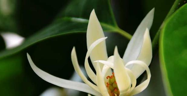 白兰花花语的深意——爱与纯洁的象征（解读白兰花花语中的爱和纯洁）
