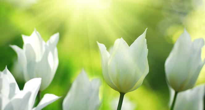 白色郁金香的花语——纯洁与希望（探寻郁金香花语的深层含义）