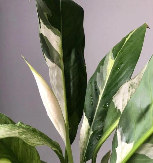 白掌的花语及意义（揭示白掌花所代表的美好寓意）