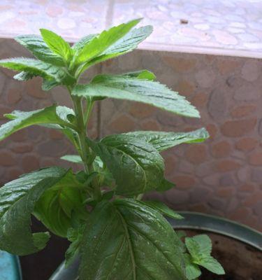 薄荷花语的美丽寓意（清新凉爽的香气传递幸福与希望）