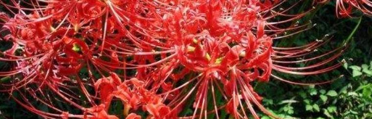彼岸花的花语——唤起生命的坚强与希望（花开彼岸）