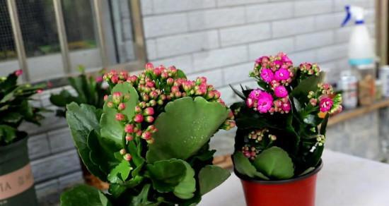 长寿花（探寻长寿花的花语和疗效）