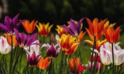 春天之花（以春天具有代表性的花为主题）