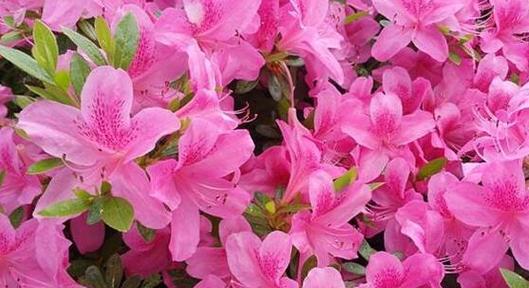 杜鹃花语——爱的守望者（杜鹃花语的意义与传承）