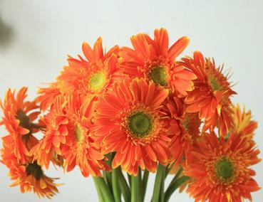 非洲菊的花语与象征意义（揭秘非洲菊的传达情感和象征意义）
