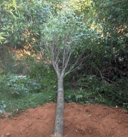 分枝点高度的意义与作用（探索植物分枝点高度与生长发育的关系）