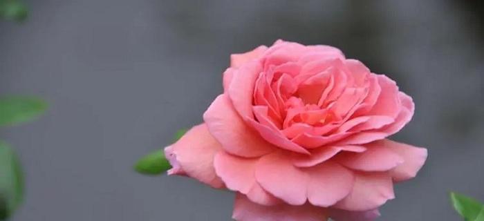 粉色月季花的寓意与象征（探索粉色月季花的深层含义）