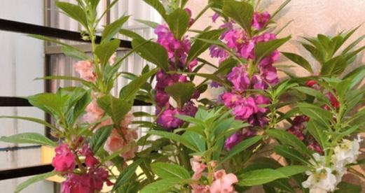 凤仙花的花语之美丽和神秘（探索凤仙花的花语意义和传说）