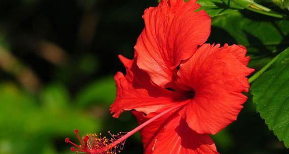 扶桑花的花语与意义（探索扶桑花的深层意义与象征）