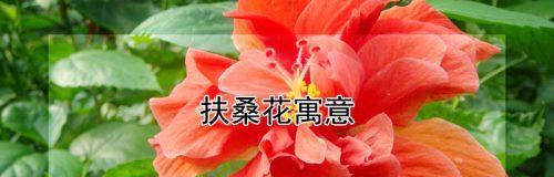 扶桑花的花语与意义（探索扶桑花的深层意义与象征）