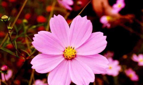 格桑花的花语与意义（探寻格桑花的深层含义与象征）