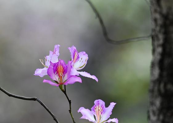 宫粉紫荆花的花语及寓意（探秘宫粉紫荆花的含义）