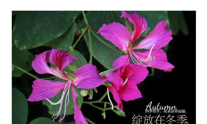 宫粉紫荆花的花语及寓意（探秘宫粉紫荆花的含义）