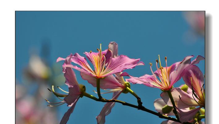 宫粉紫荆花语-崇高、华丽、神秘的象征（用宫粉紫荆传递你的情感与祝福）