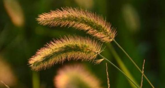 狗尾草的花语——坚韧与忠诚（狗尾草的花语传递的是忠诚与坚定信念）