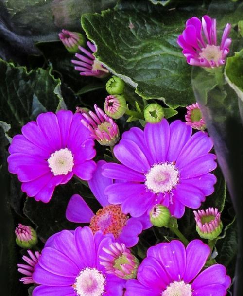 瓜叶菊花的花语与寓意（探索瓜叶菊花的深意）