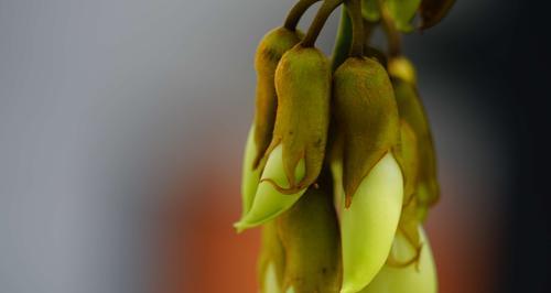 禾雀花的花语与美丽传说（禾雀花的花语是什么）