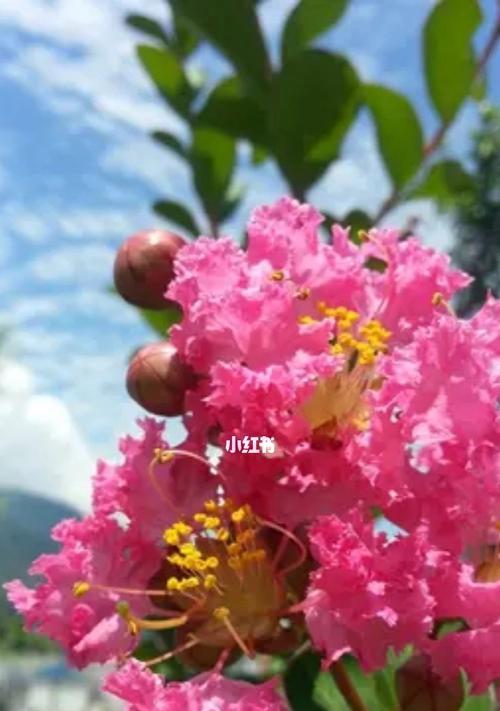 红色紫薇花的花语与美丽寓意（红色紫薇花语的解析及其传达的情感和寓意）