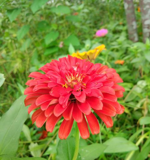 黄菊花的花语（探寻黄菊花的花语之美）