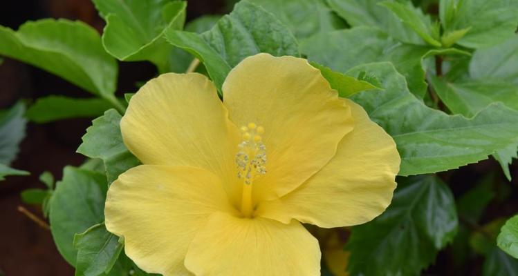 黄色月季花语（探索黄色月季花所代表的寓意与象征意义）
