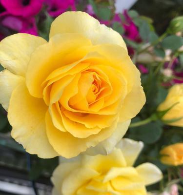 黄色月季花语（探索黄色月季花所代表的寓意与象征意义）