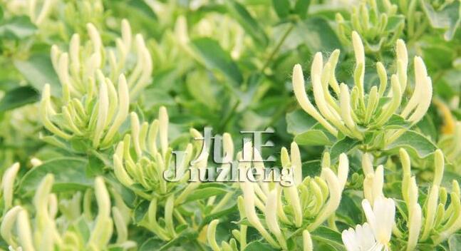金银花的花语与传说（探寻金银花的花语与文化传统）
