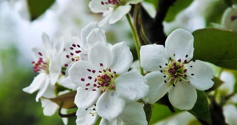 探秘梨花的花语之美（娇艳悠扬）