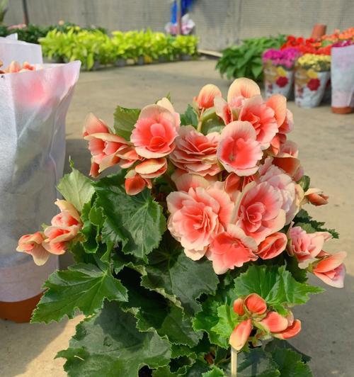丽格海棠的花语和寓意（解读丽格海棠的含义）