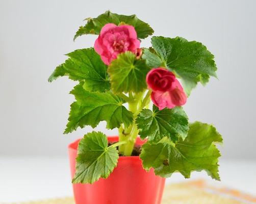 丽格海棠的花语和寓意（解读丽格海棠的含义）