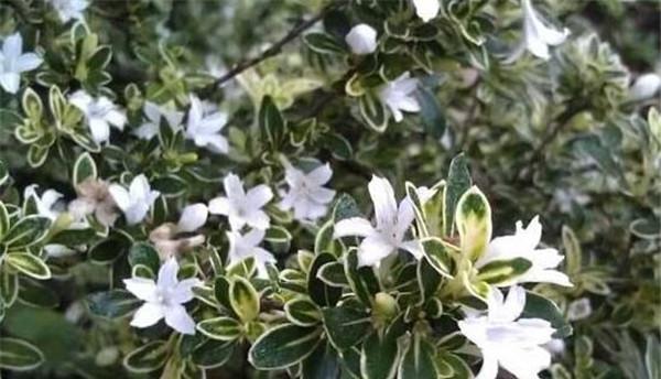 六月雪的花语——清新、坚强与希望（盛夏里的芬芳）