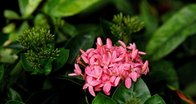 龙船花——寓意盛夏之花（一朵富有热情与活力的花朵）