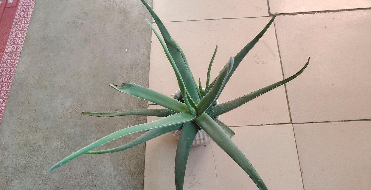 芦荟之美——探寻芦荟的花语与意义（探秘芦荟的秘密语言）