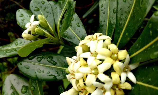 七里香的花语及其象征意义（探索七里香花语的美与神奇）