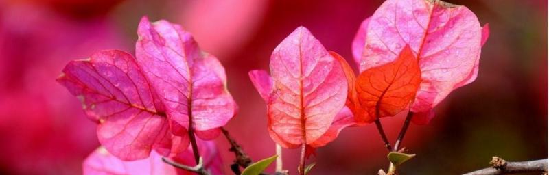 三角梅的花语和传说（揭开三角梅的秘密）