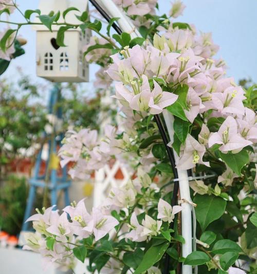 三角梅花语大全——探寻花朵隐藏的神秘信息（用一朵花的语言传递情感）