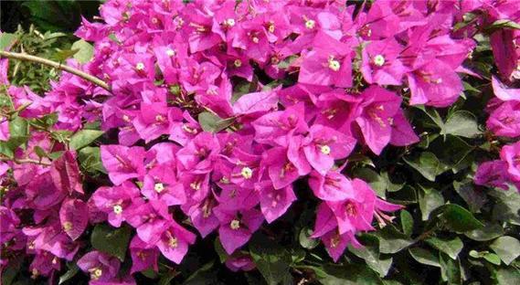 三角梅花语大全——探寻花朵隐藏的神秘信息（用一朵花的语言传递情感）