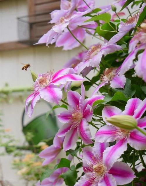 铁线莲花语的意义及象征（探寻铁线莲的花语与寓意）