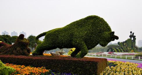 五色草花语之美（五色草花语）