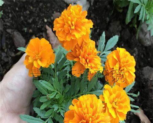 五色草花语之美（五色草花语）
