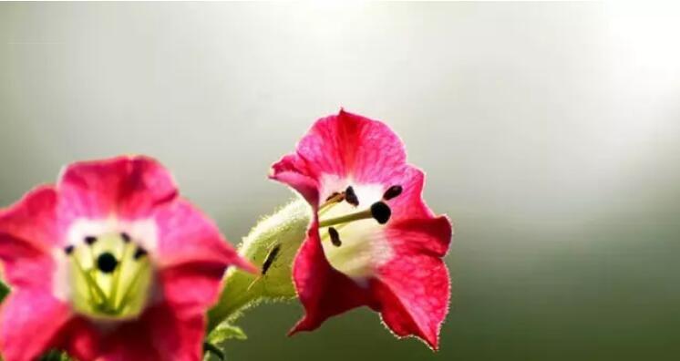 五色草花语之美（五色草花语）