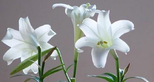 香水百合的花语及其象征的美好寓意（解读香水百合的花语和它所代表的意义）
